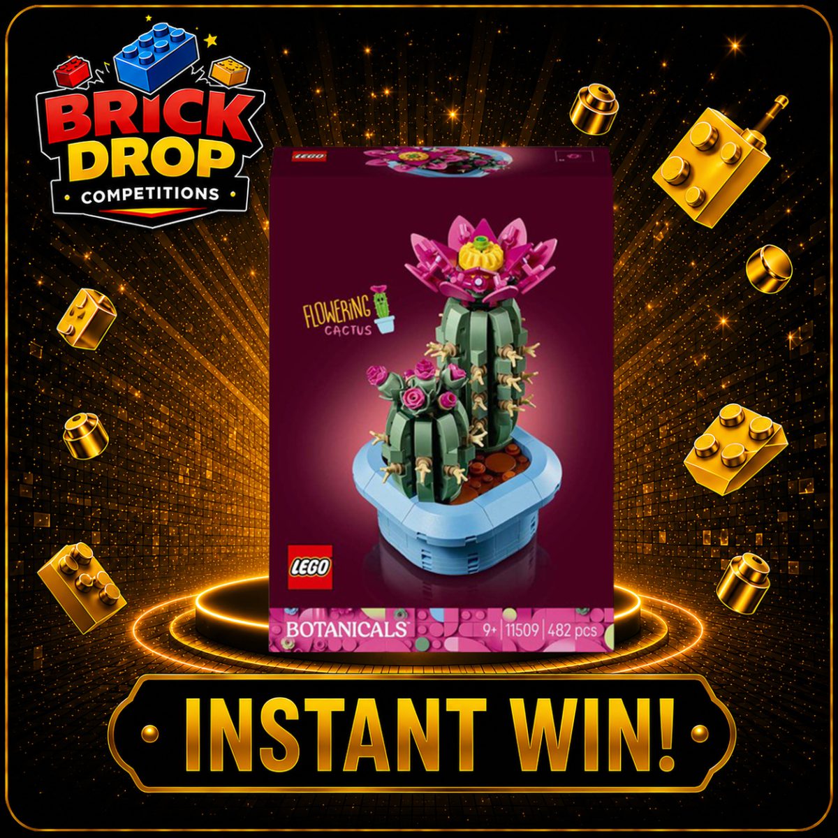 Flowering Cactus - 11509